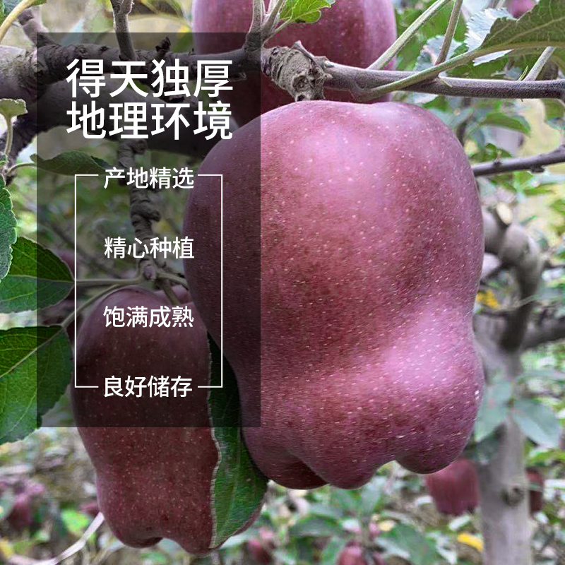 天水花牛*苹果高清大图