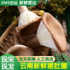 EMS空运[西沛生鲜]云南特产新鲜现摘猪肚菌 3斤 非干货源产地直发精品蘑菇煲汤食材
