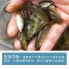 国斗鱼普叉伴侣原生条纹小鲃野生活体观赏鱼原生冷水鱼鱼缸清洁工 2-3cm5条送1条防损 1