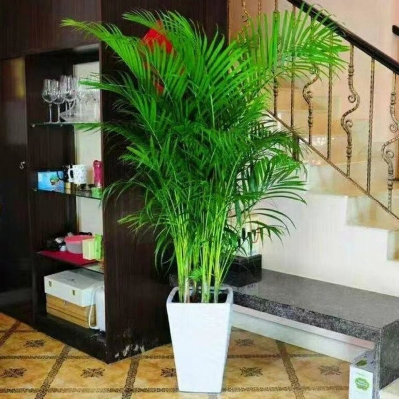 莘晨xinchen网红大型散尾葵凤尾竹盆栽室内客厅花卉植物盆景净化空气