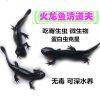 火龙黑道夫2只 3-5cm(2礼品) 清道夫鱼苗小型六角恐龙鱼冷水淡水清洁工金鱼好养耐活观赏鱼易养
