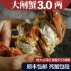 [活蟹]自然译鲜活螃蟹 精品红膏生鲜大闸蟹 母2.5-3.0两 8只装