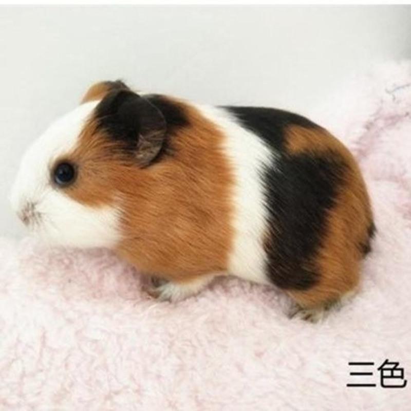 荷兰猪荷兰鼠活体兔子豚鼠粮龙猫饲料用品宠物小型宠物天竺鼠豚鼠一只