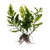 黑木蕨鱼缸造景淡水水草自养水下叶新手入门懒人草活体植物阴性草 黑木蕨 5片叶子