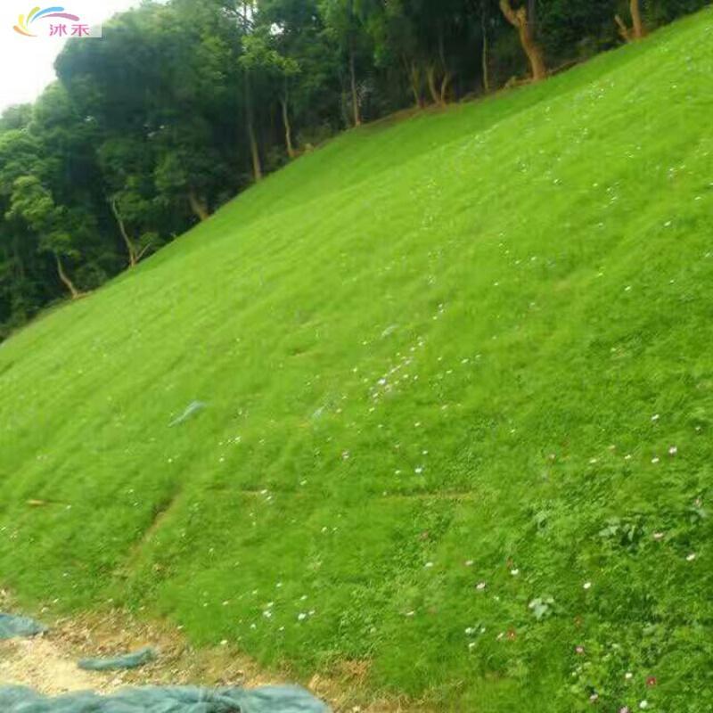 公路护坡草种子护坡固土草种绿化草坪种子耐旱抗热护坡王草籽