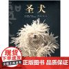 [正版书籍]圣犬