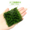 鱼缸沉木莫斯片草皮美凤莫丝苔火焰垂泪松茸怪厥大三角阴性水草 大三角莫斯片[满5送1]