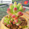 Ak多肉 多肉植物果冻乙女心老桩果冻乙女心单头小桩满(请先与客服确认再下单)