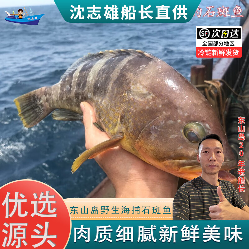 沈志雄船长 东山岛海捕海鲜石斑鱼土斑九带石斑鱼红斑鱼半斤左右一条的规格2条共1斤