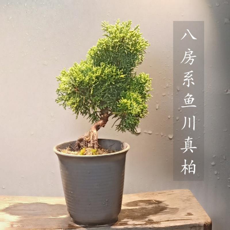 八房系鱼川真柏盆景小苗老桩办公室内植物绿植盆栽花卉吸甲醛