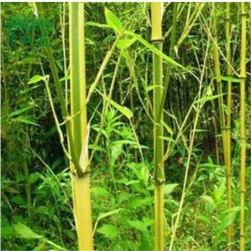 子暄庭院植物地栽竹子苗紫竹青竹罗汉竹竹苗竹根竹子四季青别墅围墙