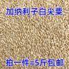 加纳利子鹦鹉鸟食/油尖粟白尖粟 草庐籽鸟粮金丝雀籽 白尖粟 金丝雀籽 加纳[5斤装]