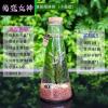 银色 锥形雨林砂小鱼 观赏鱼生态瓶微景观免换水diy水族箱办公桌面创意造景斗鱼玻璃缸