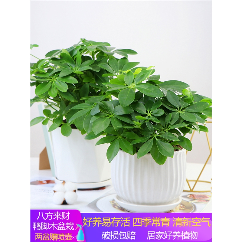 鸭脚木古达盆栽植物室内花卉四季常青七叶莲发财树绿植盆景苗视频