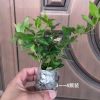 耐寒法国香水茉莉花室内花卉盆栽冬季开花植物四季常青盆栽绿植 法国小苗3-4颗 原土球发货易活