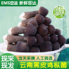 EMS空运[西沛生鲜]新鲜黑皮鸡枞菌菇 300g 餐饮食材煲汤云南特产食用菌鸡枞菇仿野生菌