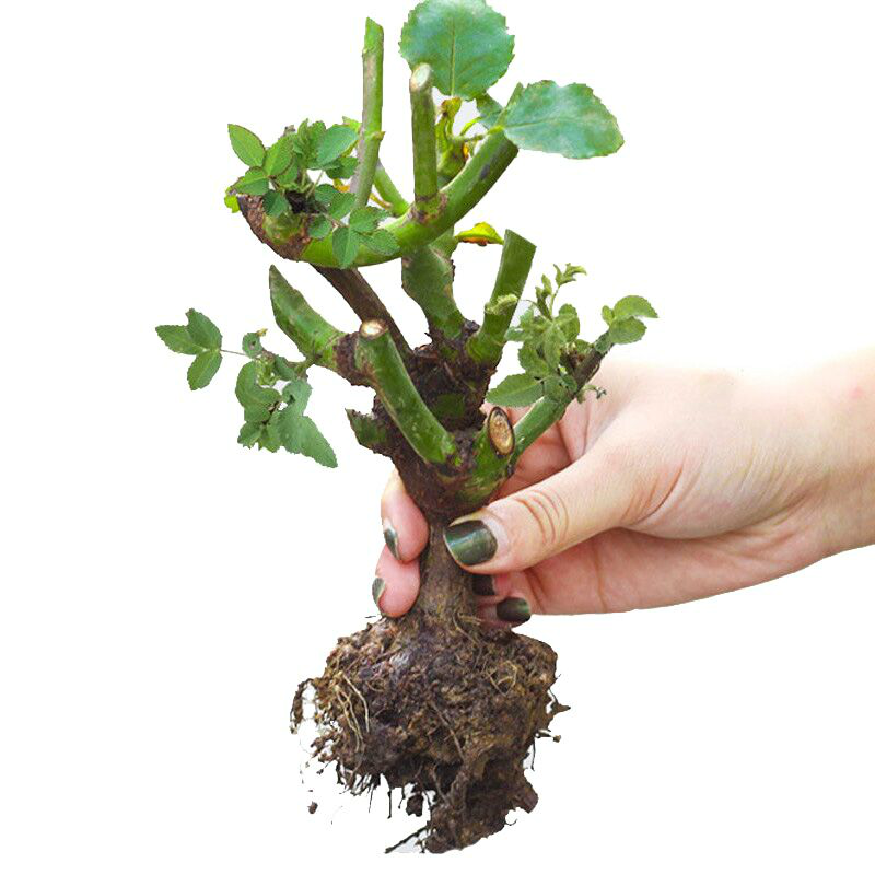 迷糊老师月季花苗花卉盆栽植物室内玫瑰花好养蔷薇四季开花不断