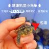 龟缸配件[可单拍] 乌龟养护基础组合[小达象牌] 乌龟专用缸生态缸乌龟缸带晒台龟饲养箱乌龟冬眠乌龟别墅豪华大型