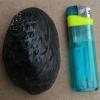 背瘤丽蚌活体淡水冷水原生宠物小型水族除藻鳑鲏鱼旁皮繁殖大河蚌 1个