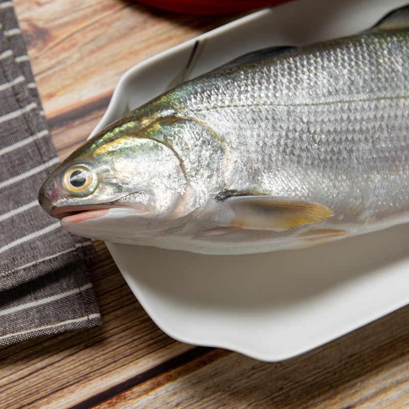 [四海生鲜] 东山岛自然海捕午鱼马友鱼500g 午笋杀好去肚去腮洗净 新鲜海鲜水产