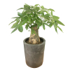 发财树盆栽高80-90CM绿植摆件