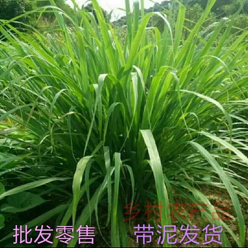 【冬季草种】报价行情_排行_品牌_参数_怎么样_图片