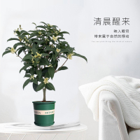 四季桂花树苗盆栽带香味的花卉植物好养的花庭院别墅花坛阳台室内4年桂花苗40-45厘米不含盆