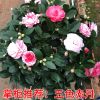 浓香重瓣山茶花五色赤丹香妃包成活盆栽室内树苗阳台庭院好养植物 五色赤丹(开多色) 1年苗[20厘米高无花苞]包成活