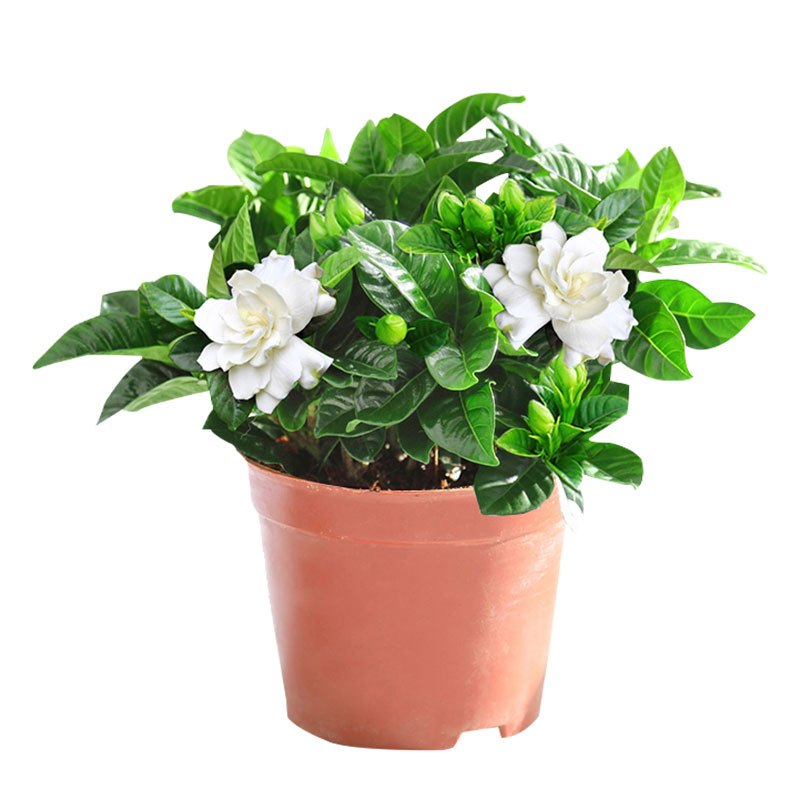 栀子花盆栽花卉植物室内阳台水培绿植带花苞四季好养视频