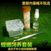 非洲绿巨螳sv螳螂活体宠物非洲绿巨昆虫活体宠物昆虫爬虫爬宠 TL饲养套餐