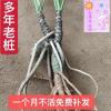 春羽龙鳞小天使老桩水培绿植蔓绿绒室内吸甲醛净化空气好养易活 双头 老桩高20厘米左右
