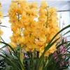 [满30送喷壶一个]花卉墨兰花大花蕙兰花植物兰花绿植盆栽 黄金岁月 连体8-10株左右不含盆