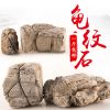 精品龟纹石假山盆景摆件大小快原石奇石树抱石微景观鱼缸造景石头 龟纹石15cm内1斤(共1块)