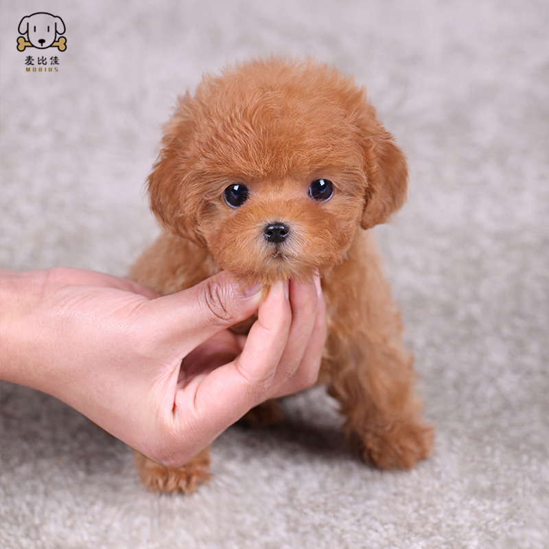 麦比佳 泰迪犬幼犬 泰迪犬狗狗活体茶杯犬泰迪宠物狗小体玩具型长不大微小体贵宾犬泰迪贵宾杯子狗 视频挑选 包健康狗狗