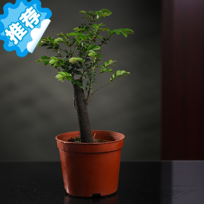 三维工匠正宗小叶紫檀盆景盆栽花卉树苗多肉老桩植物吸甲醛室内微景观