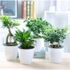 （带盆栽好）幸福树花卉绿植盆栽荷花竹虎皮兰室内办公室水培植物兰常青藤多功能时尚创意生活日用园艺用品花卉观叶植物
