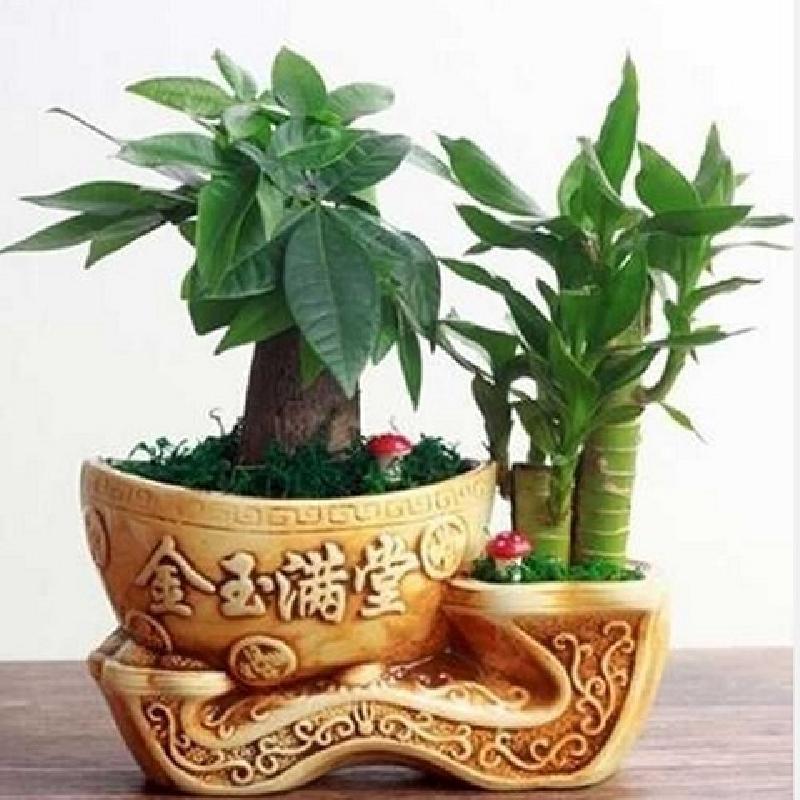 发财树观赏栀子花盆栽客厅绿植净化空气桌面植物盆景花卉易品视频