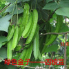 海南特产 四棱豆种子 菜四角豆 豆角种籽 爬藤 农家春播特色蔬菜