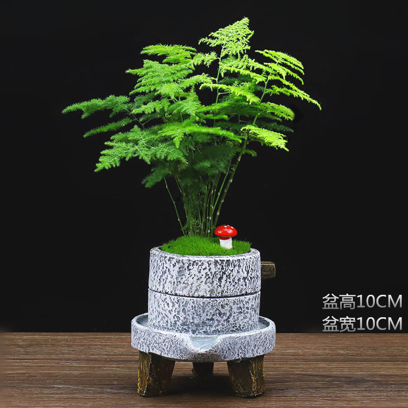 子暄大文竹盆栽植物四季常青办公室内花卉桌面绿植净化空气吸甲醛盆景