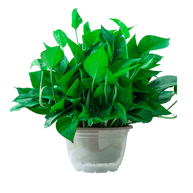 绿萝盆栽植物花卉水培盆景观花绿植室内大绿箩视频
