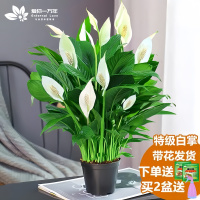 白掌一帆风顺盆栽水培植物绿萝箩花卉室内花绿植红掌发财树吸甲醛 爆盆好货特级带花白掌10-12株+原盆+营养液买2送喷壶
