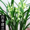 兰花苗建兰大凤素室内办公室绿植盆栽浓香花卉四季兰花苗当年开花 特价 大凤素 5苗连体 送肥