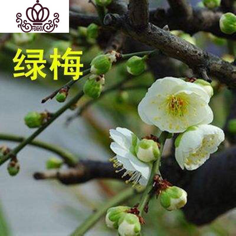 封后精品绿梅老桩盆景绿鄂梅花花卉盆栽植物室内外花卉耐寒带花苞梅花 16年生绿梅盆景 不含盆