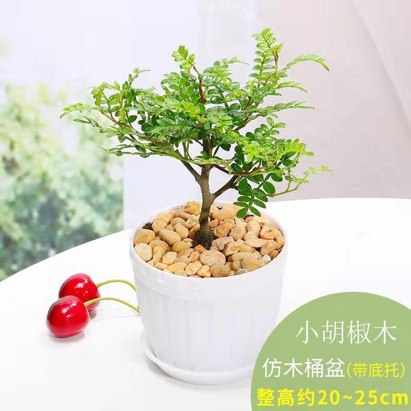 回固清香木盆栽耐寒花卉植物九里香室内虫四季常青绿植盆景小仿木桶盆