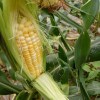 白相间金银粒甜水果玉米种子可生食玉米籽非转基因露天蔬菜种子