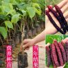 桑葚树苗嫁接四季桑葚子苗台湾长桑果苗养蚕果苗盆栽地栽当年结果 大果桑1棵(带泥球)[酸甜可口] 30-45CM
