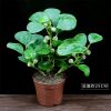 小盼菩提盆栽发财树办公室内花好养招财植物客厅绿植四季常青盆景 小盼菩提(全部带果--塑料原盆)