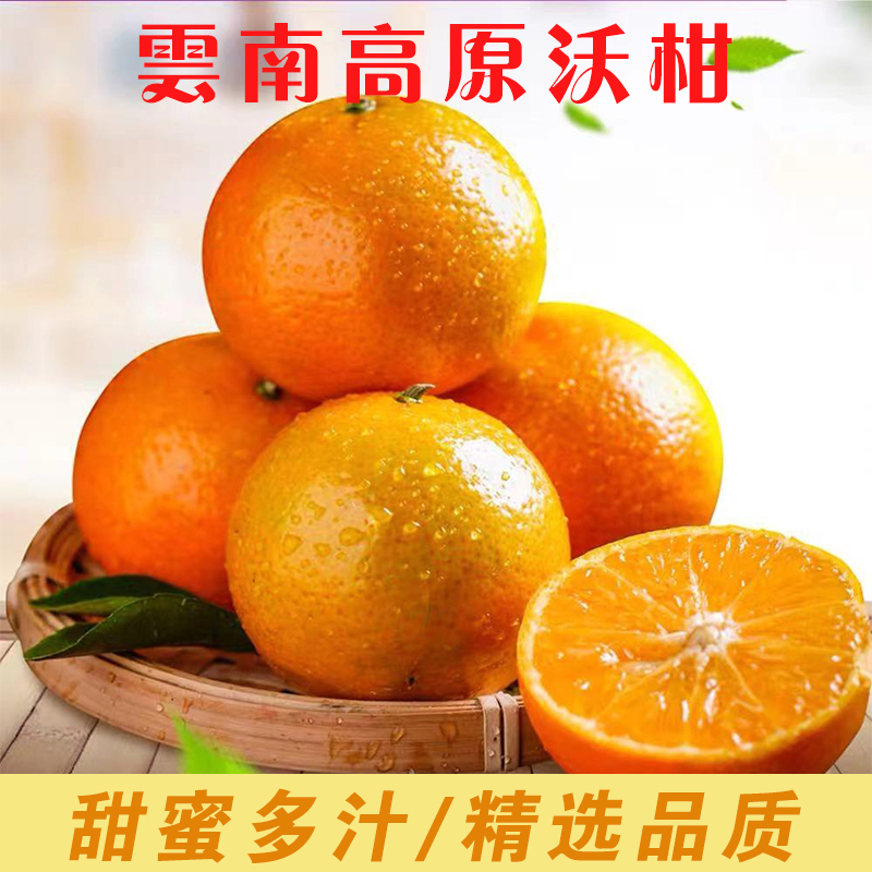 现摘现发云南高原沃柑肉嫩多汁甜美爽口新鲜水果孕妇水果视频
