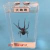 大蜘蛛 真实动物标本盒海洋生物鲨鱼鲫鱼海螺蜗牛壁虎蛇蜘蛛蛙的发育浸