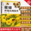 蜜蜂养殖实用技术 蜜蜂养殖技术大全书养蜂技术书籍 科学饲 图说蜜蜂养殖关键技术